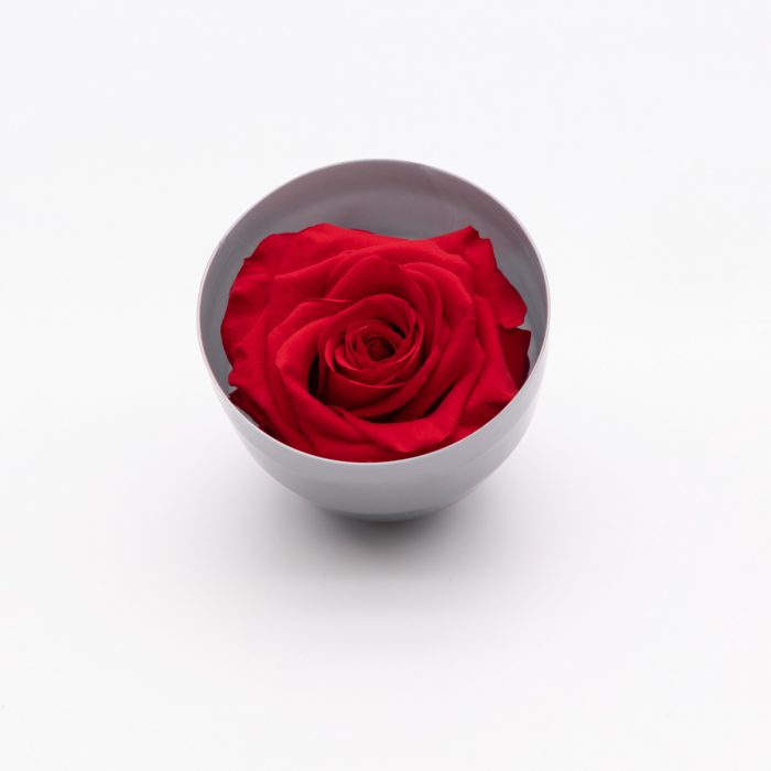 #rose éternelle# bouton rouge – Image 2