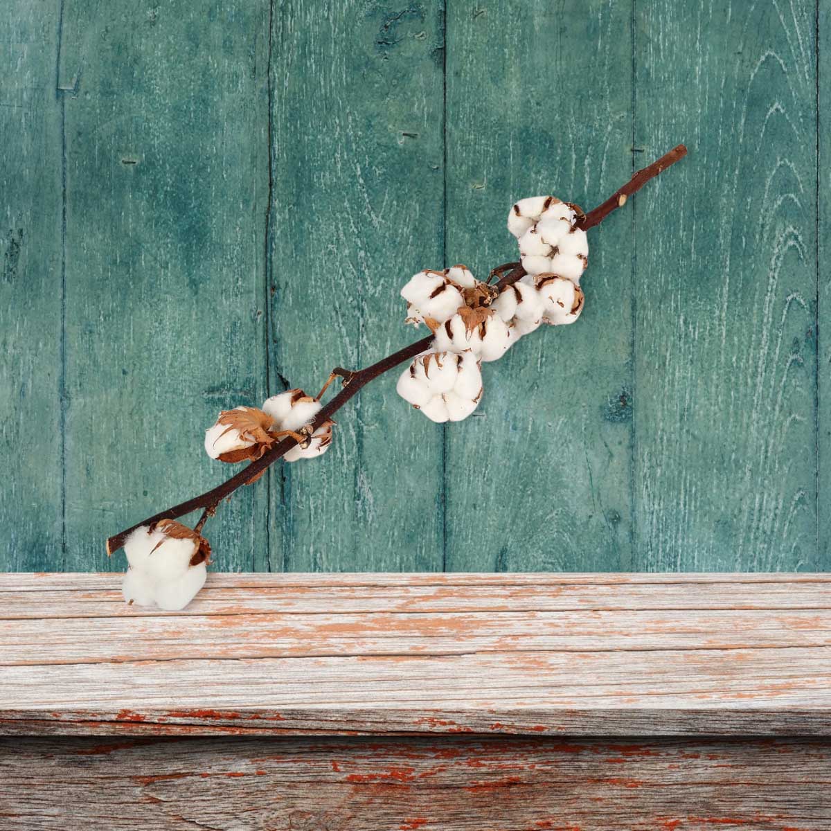 Branche de coton