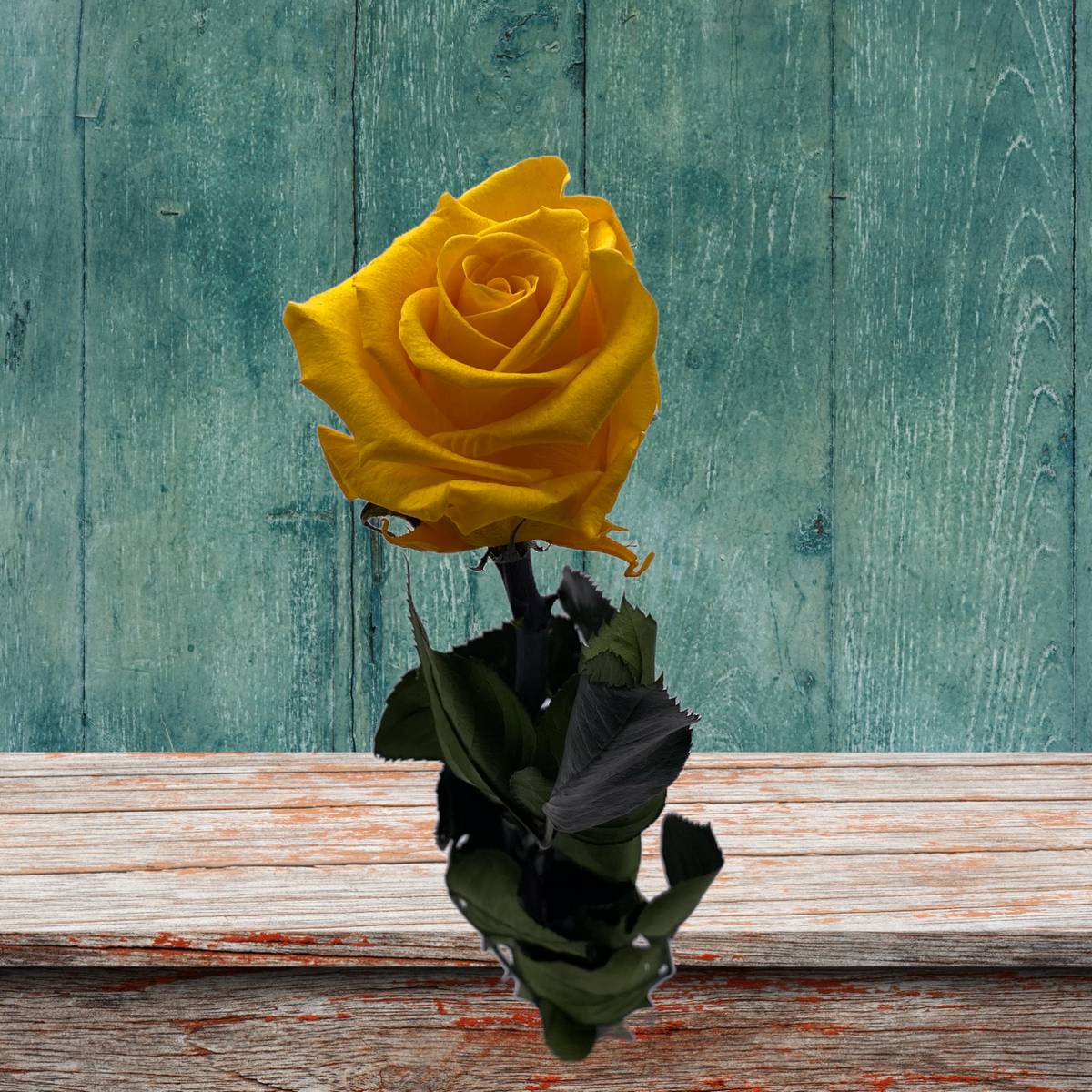 Rose stabilisée éternelle Jaune tige 50 cm