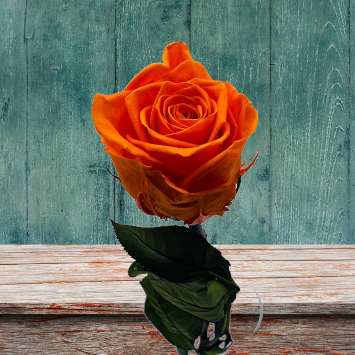 Rose stabilisée éternelle Orange tige 50 cm