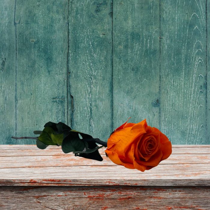 Rose stabilisée éternelle Orange tige 50 cm – Image 2