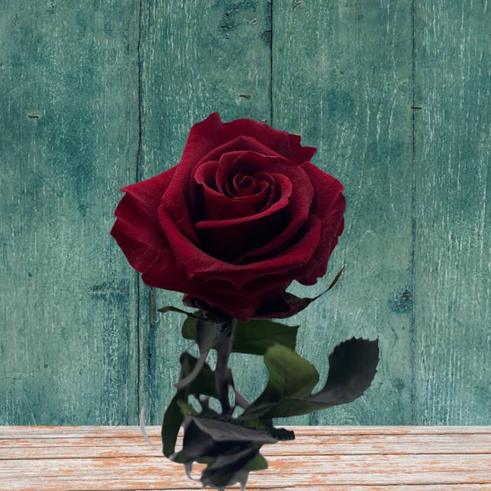Rose stabilisée éternelle Lie de Vin tige 50 cm