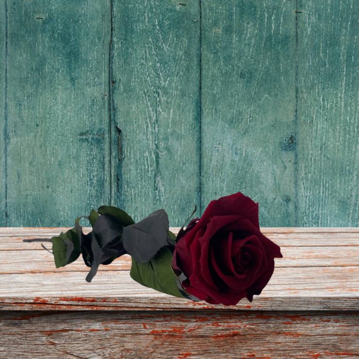 Rose stabilisée éternelle Lie de Vin tige 50 cm – Image 2