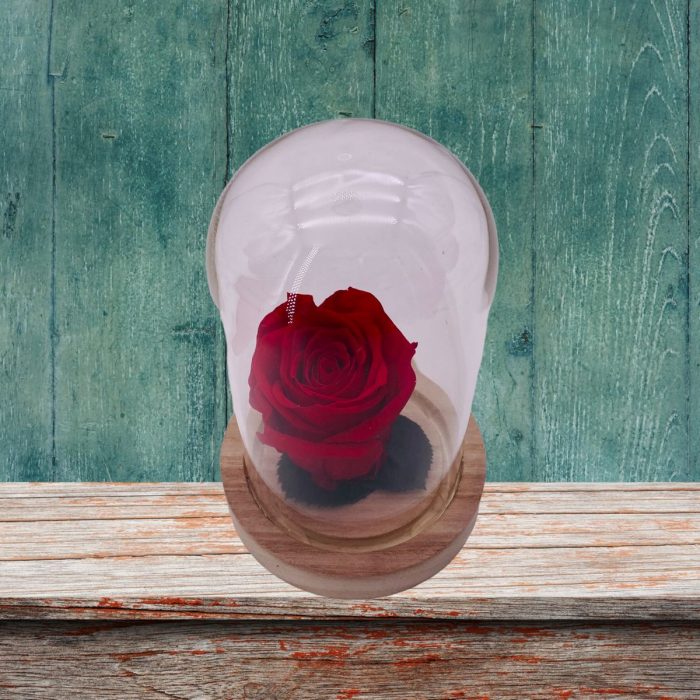 Rose Rouge éternelle sous cloche – Image 2